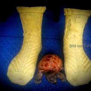 Schildi-Socken
