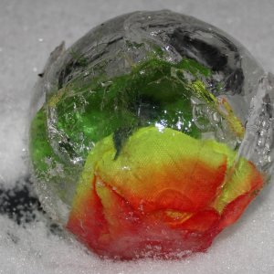 Blume im Eis