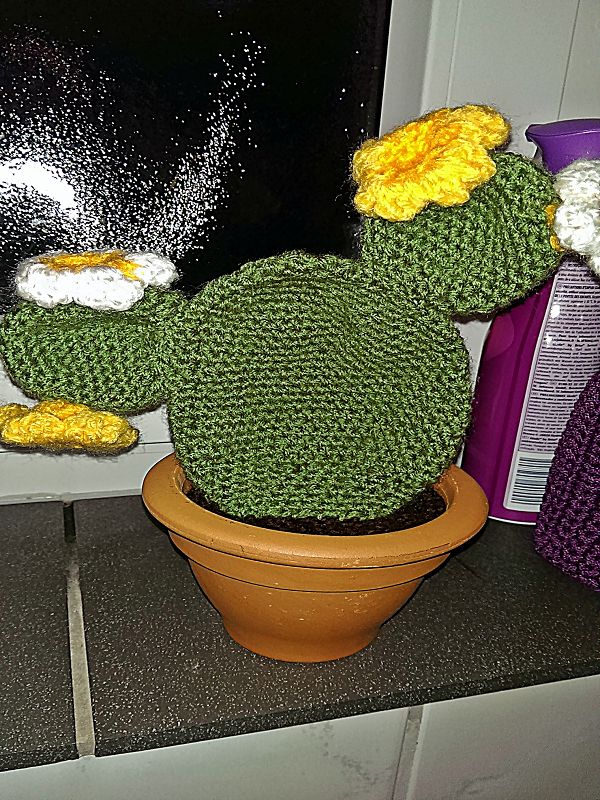 mein 1. Kaktus